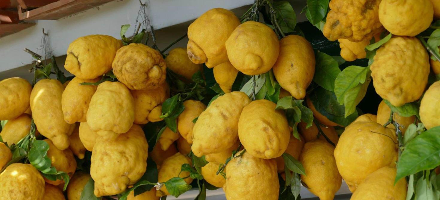 Fresh Sorrento lemons with leaves at a lemon garden on the Amalfi Coast