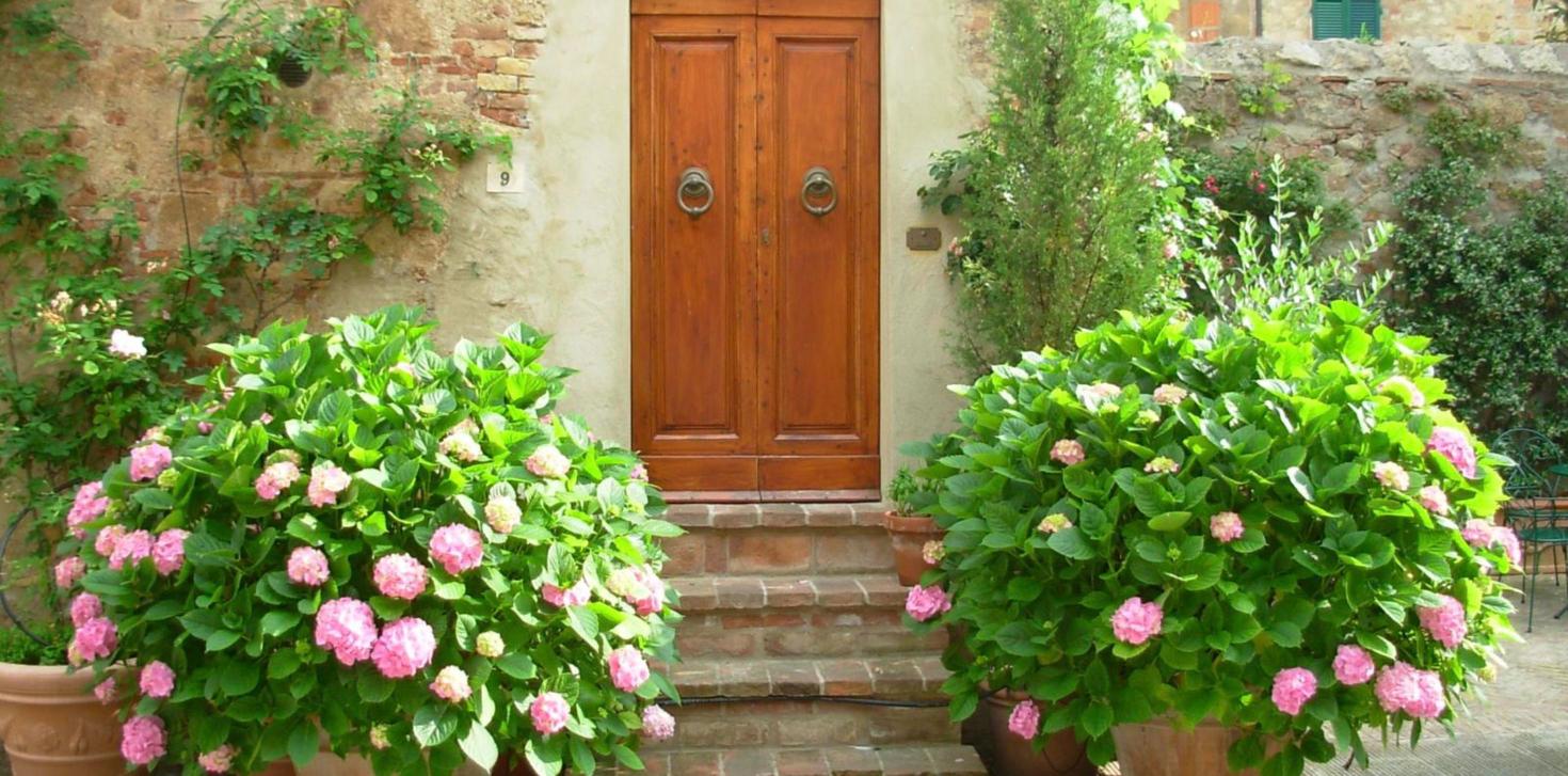 Wooden door framed by pink hydrangeas in Pienza, Tuscany