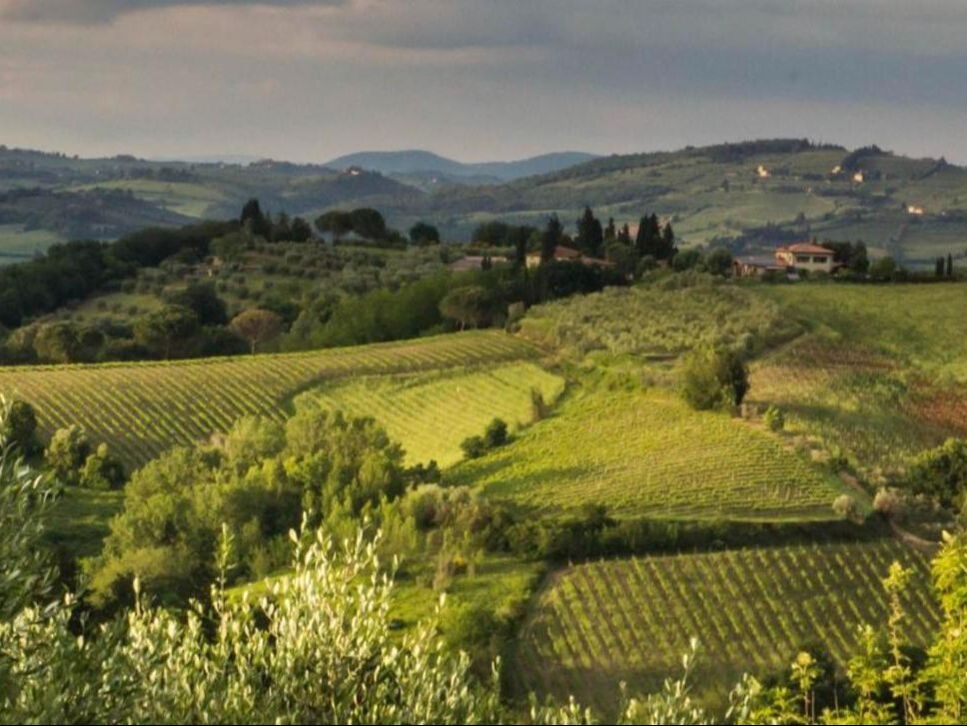 Rolling hills, vineyards and woodland in the Tuscan countryside, truffle country