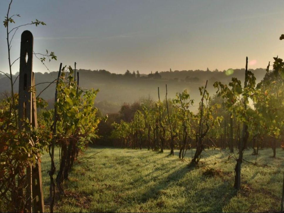 Tuscan vineyard at sunrise with morning mist over the hills