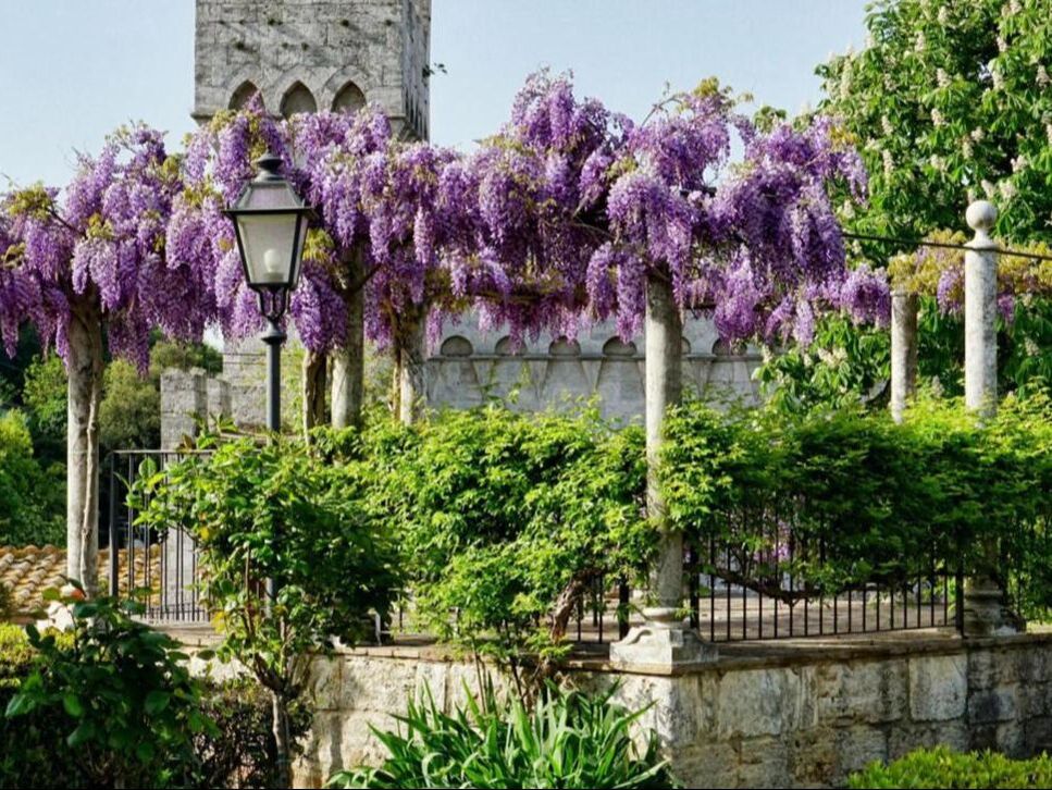 Wisteria-covered pergola and medieval tower in a Tuscan garden